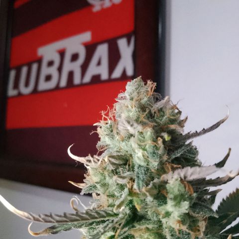 London Cheese XXL Auto growlog timeline photo