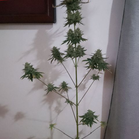 London Cheese XXL Auto growlog timeline photo
