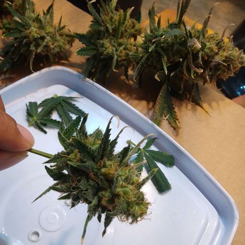 London Cheese XXL Auto growlog timeline photo