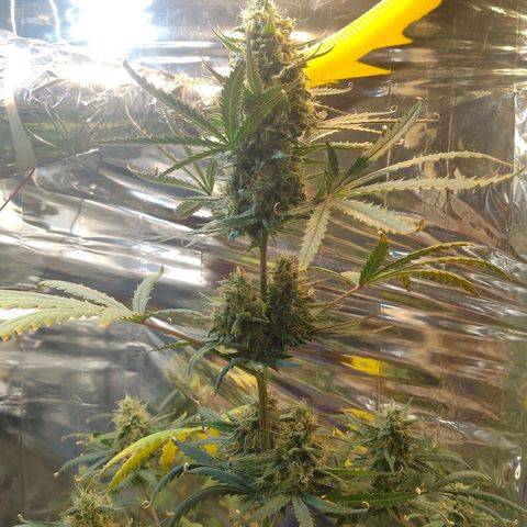 London Cheese XXL Auto growlog photo: Ja passou dos 70 dias, não cortei pq ela esta meio atrasada por conta do stresse causado por um transplante de vaso.