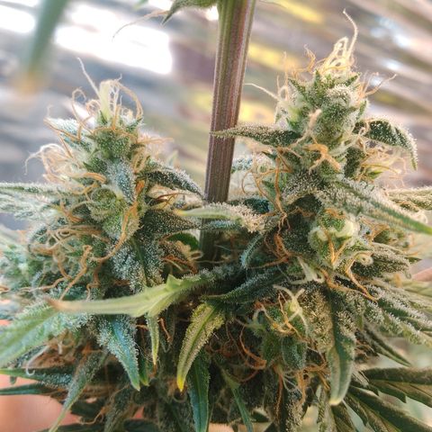 London Cheese XXL Auto growlog photo: Ja passou dos 70 dias, não cortei pq ela esta meio atrasada por conta do stresse causado por um transplante de vaso.