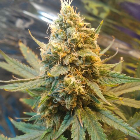 London Cheese XXL Auto growlog photo: Ja passou dos 70 dias, não cortei pq ela esta meio atrasada por conta do stresse causado por um transplante de vaso.