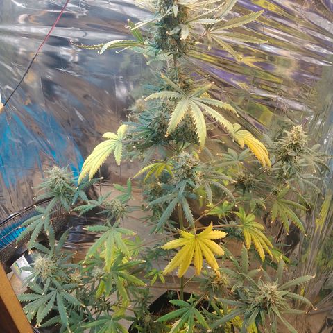 London Cheese XXL Auto growlog photo: Ja passou dos 70 dias, não cortei pq ela esta meio atrasada por conta do stresse causado por um transplante de vaso.