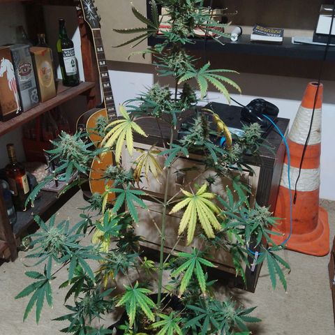 London Cheese XXL Auto growlog timeline photo