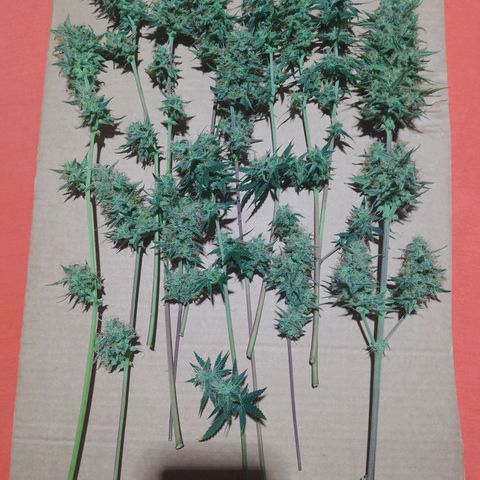 London Cheese XXL Auto growlog timeline photo