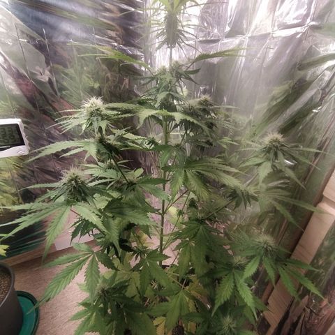 Mescalina F2 (amnésia haze X Sweet breeze) #1 growlog timeline photo