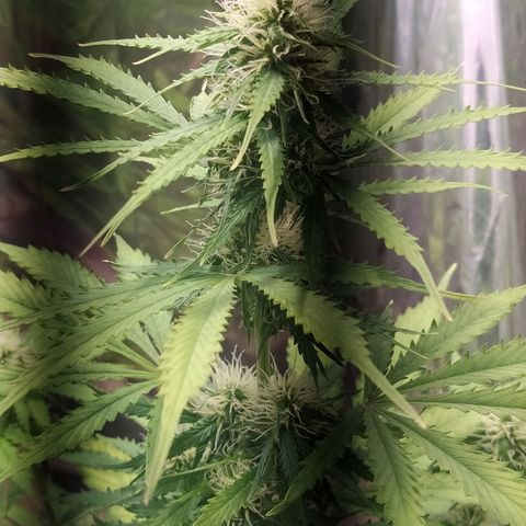 Mescalina F2 (amnésia haze X Sweet breeze) #1 growlog timeline photo