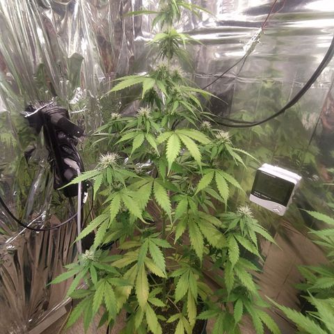 Mescalina F2 (Amnésia haze X Sweet Breeze) #2 growlog timeline photo