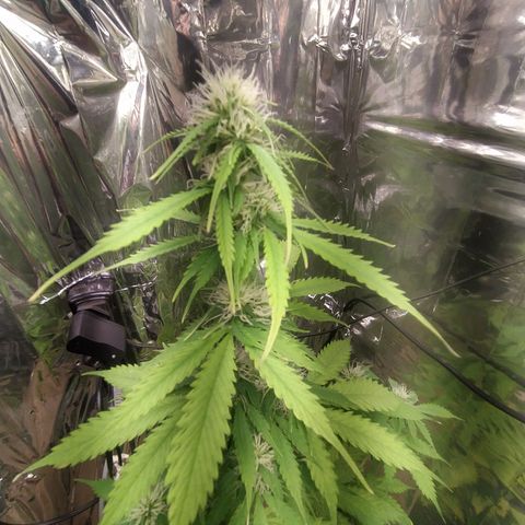 Mescalina F2 (Amnésia haze X Sweet Breeze) #2 growlog timeline photo