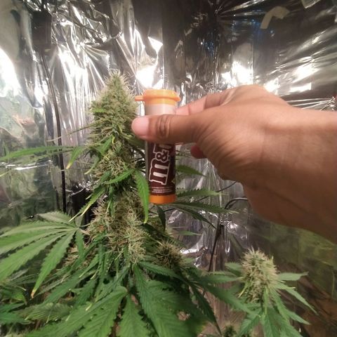 Mescalina F2 (amnésia haze X Sweet breeze) #1 growlog timeline photo