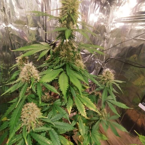 Mescalina F2 (amnésia haze X Sweet breeze) #1 growlog timeline photo