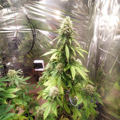 Mescalina F2 (Amnésia haze X Sweet Breeze) #2 growlog timeline photo