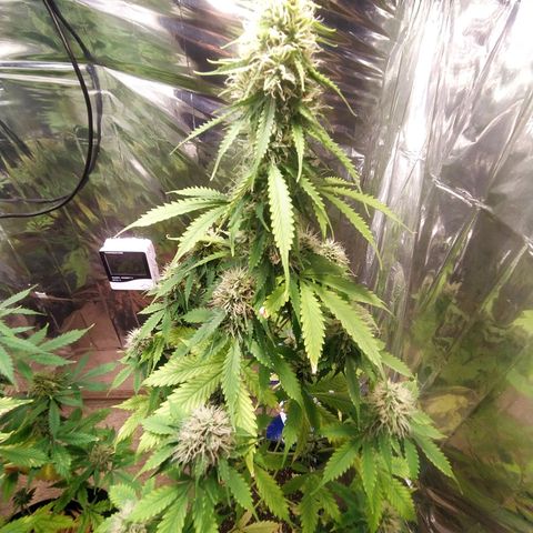 Mescalina F2 (Amnésia haze X Sweet Breeze) #2 growlog timeline photo