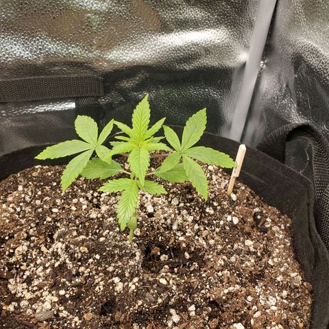 Quick One growlog timeline photo