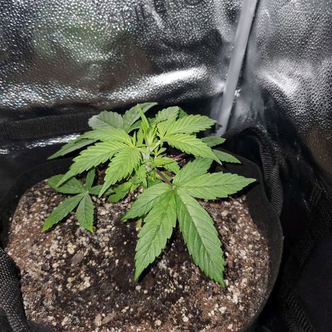 Quick One growlog timeline photo