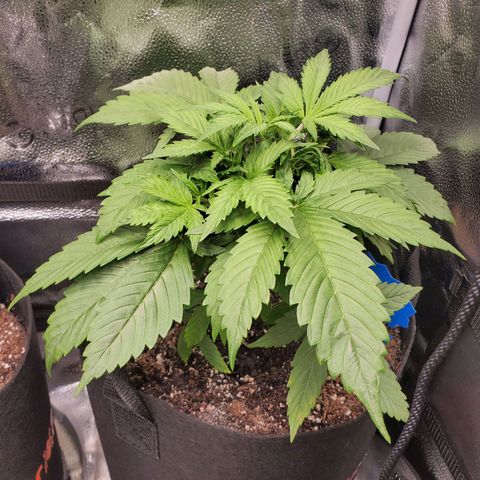 Quick One growlog timeline photo