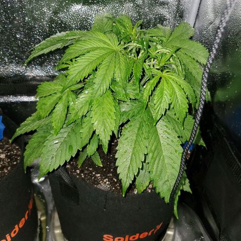 Quick One growlog timeline photo