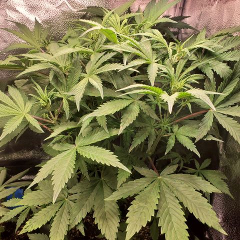 Quick One growlog timeline photo