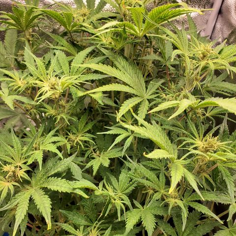 Quick One growlog photo: In flower 