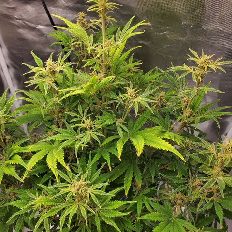 Quick One growlog timeline photo