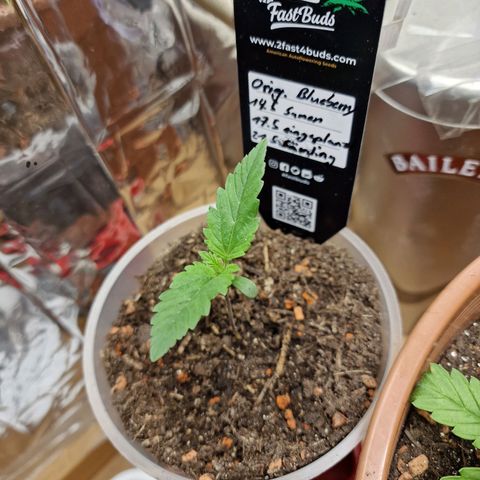 Blueberry Auto growlog photo: Tag 1-10