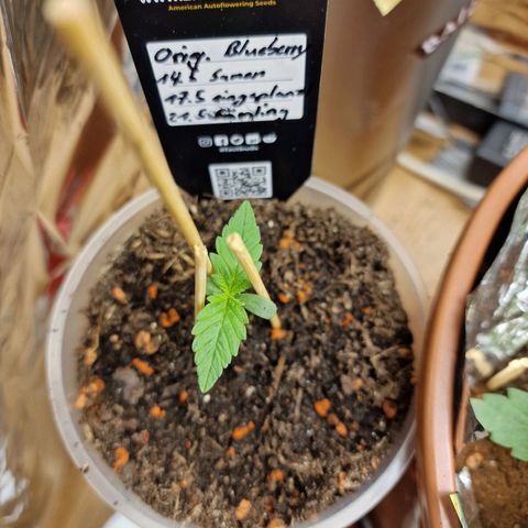 Blueberry Auto growlog photo: Tag 1-10