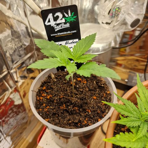 Blueberry Auto growlog photo: Tag 1-10