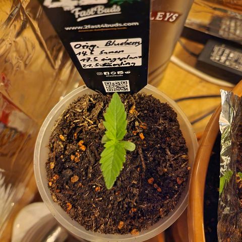 Blueberry Auto growlog photo: Tag 1-10
