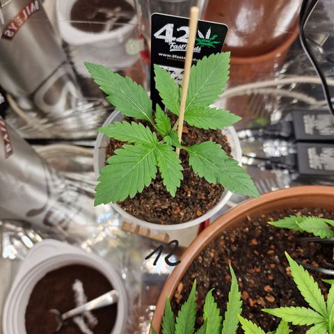 Blueberry Auto growlog photo: Tag 1-10