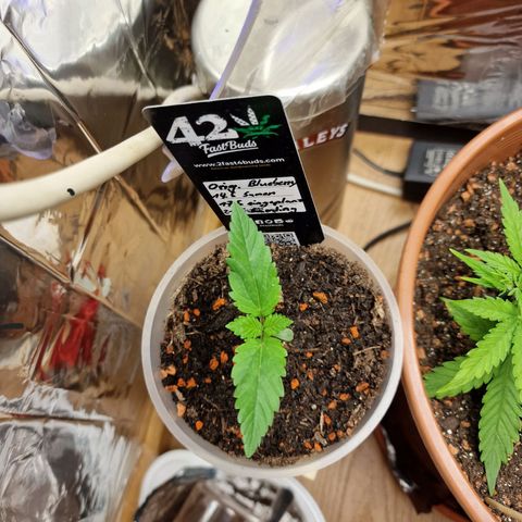 Blueberry Auto growlog photo: Tag 1-10