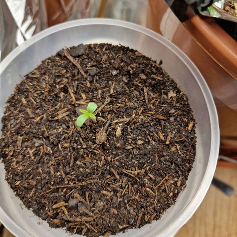 Blueberry Auto growlog photo: Tag 1-10