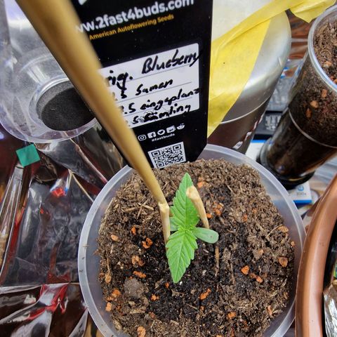 Blueberry Auto growlog photo: Tag 1-10