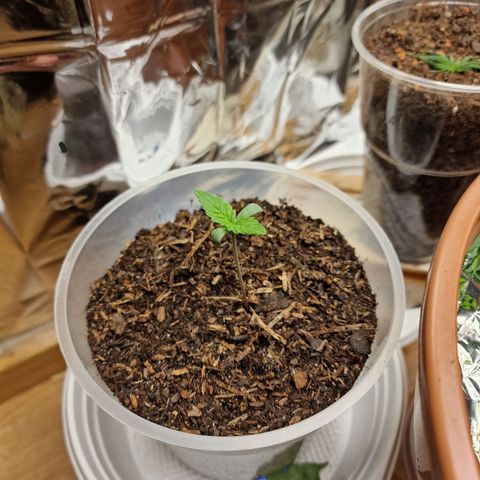 Blueberry Auto growlog photo: Tag 1-10
