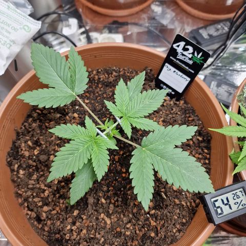 Blueberry Auto growlog photo: Tag 13-18, umtopfen, neuer Grow Schrank, und topping