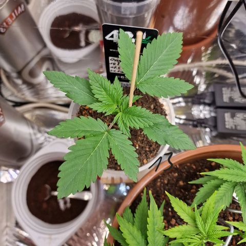 Blueberry Auto growlog photo: Tag 13-18, umtopfen, neuer Grow Schrank, und topping