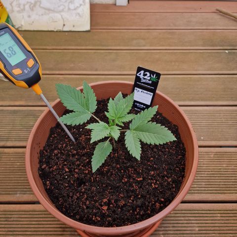 Blueberry Auto growlog photo: Tag 13-18, umtopfen, neuer Grow Schrank, und topping