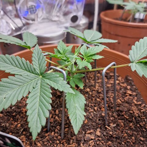Blueberry Auto growlog photo: Tag 13-18, umtopfen, neuer Grow Schrank, und topping