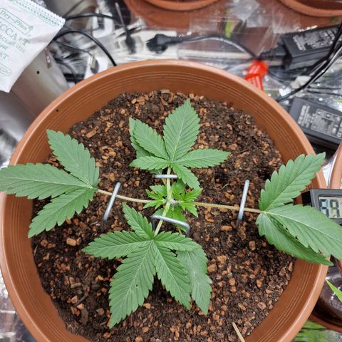 Blueberry Auto growlog photo: Tag 13-18, umtopfen, neuer Grow Schrank, und topping