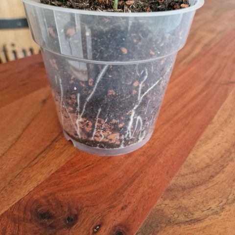 Blueberry Auto growlog photo: Tag 13-18, umtopfen, neuer Grow Schrank, und topping