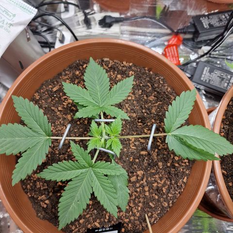 Blueberry Auto growlog photo: Tag 13-18, umtopfen, neuer Grow Schrank, und topping