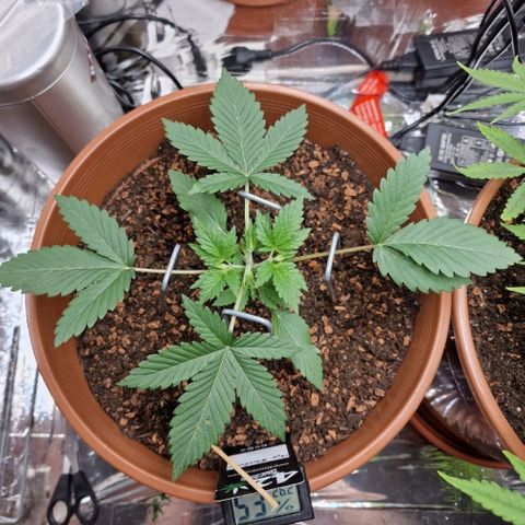 Blueberry Auto growlog photo: Tag 13-18, umtopfen, neuer Grow Schrank, und topping