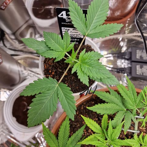 Blueberry Auto growlog photo: Tag 13-18, umtopfen, neuer Grow Schrank, und topping
