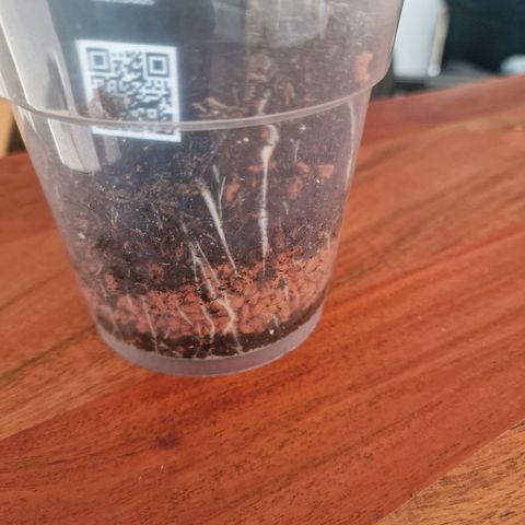 Blueberry Auto growlog photo: Tag 13-18, umtopfen, neuer Grow Schrank, und topping