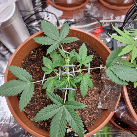 Blueberry Auto growlog photo: Tag 19 2tes topping, und LST 