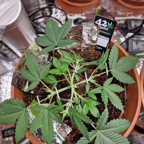 Blueberry Auto growlog timeline photo