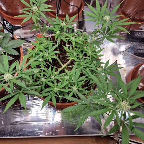 Gelato Auto  growlog timeline photo