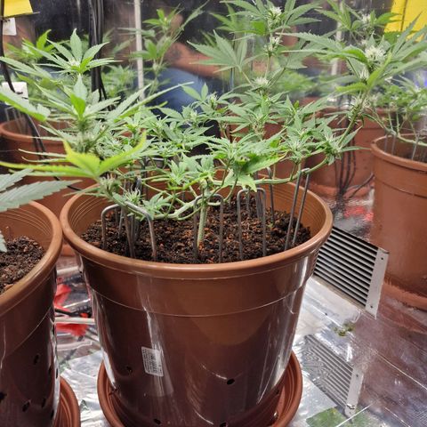Gelato Auto  growlog timeline photo