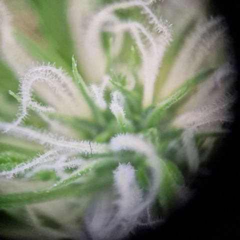 Gelato Auto  growlog timeline photo