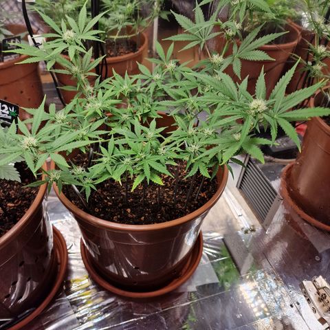Gelato Auto  growlog timeline photo