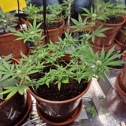 Gelato Auto  growlog timeline photo